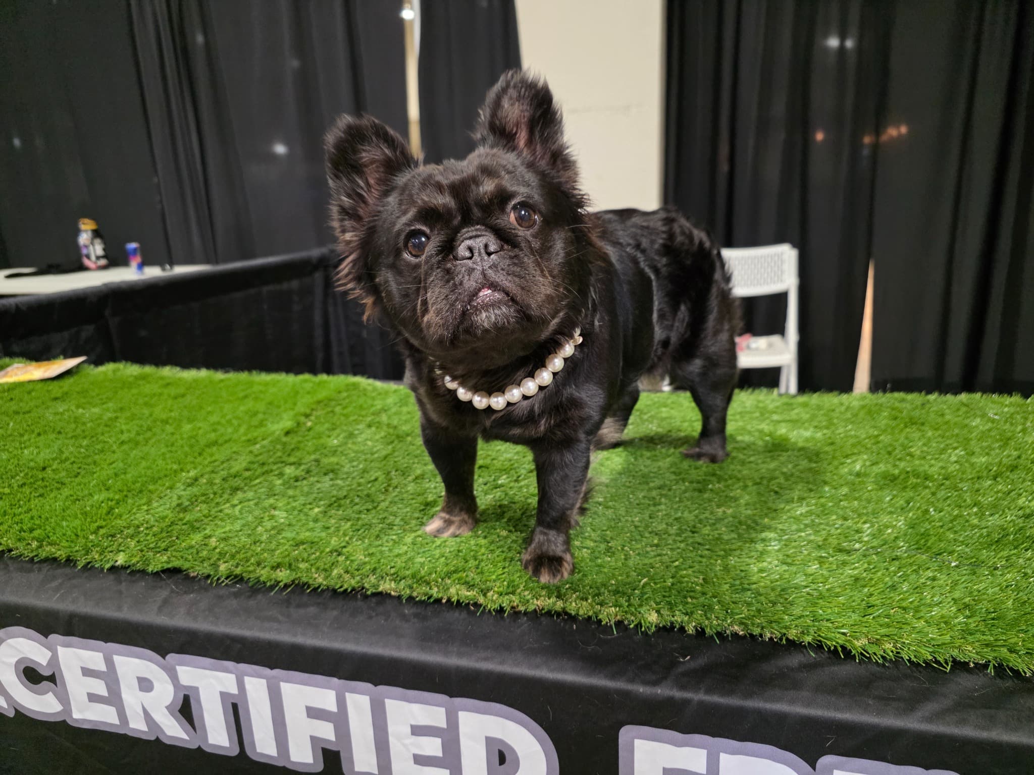 Fluffy French Bulldog