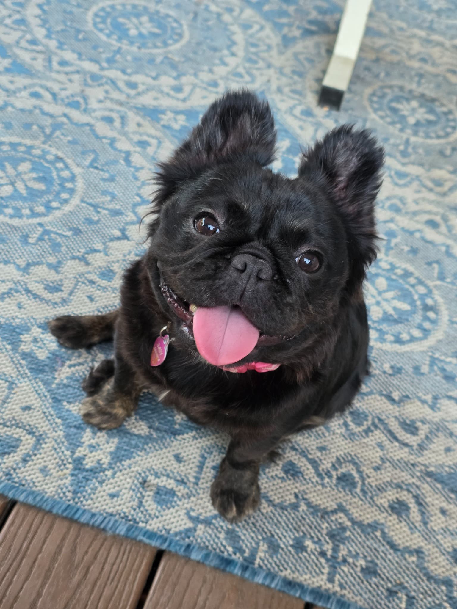 Fluffy French Bulldog