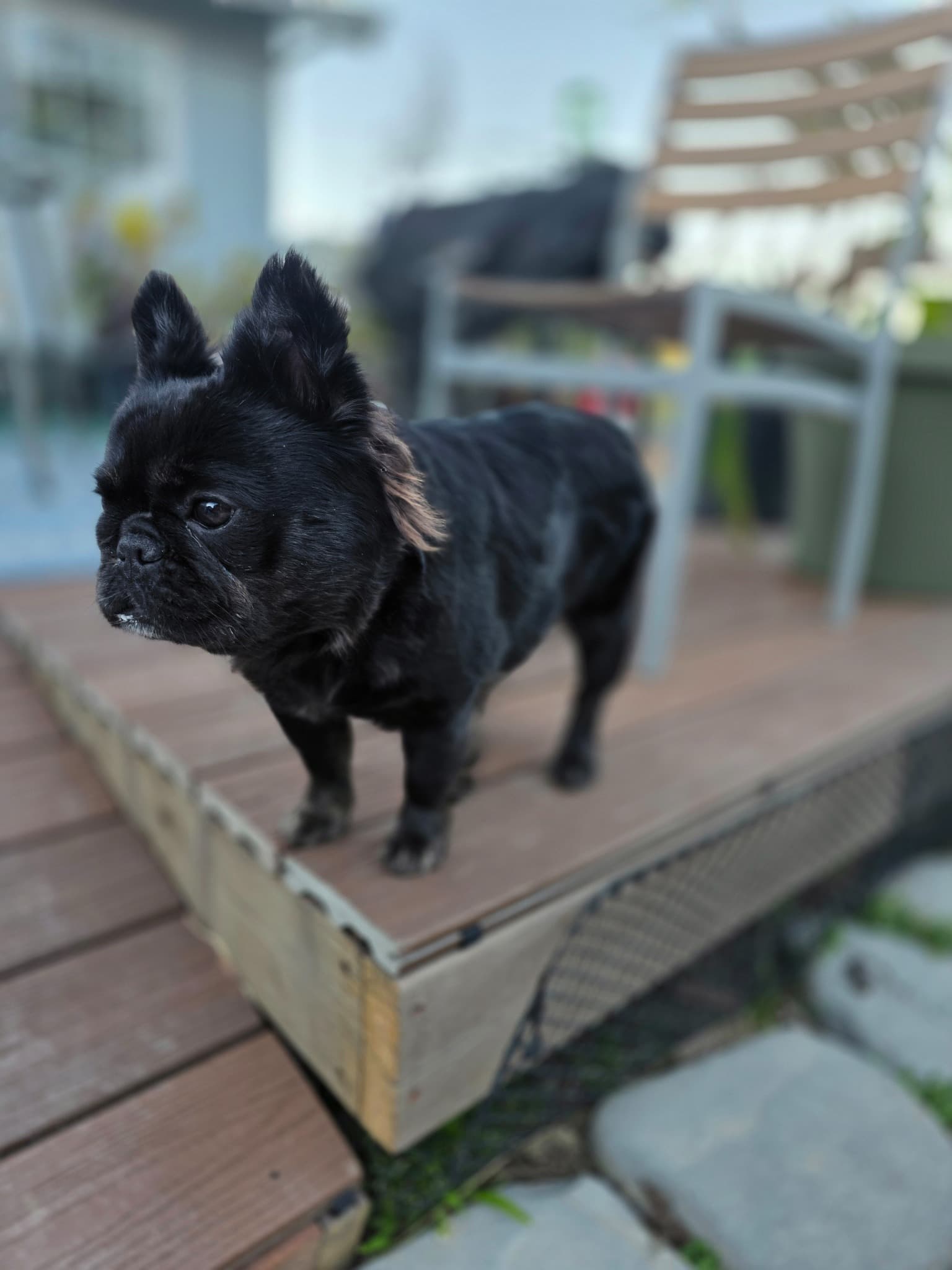 Fluffy French Bulldog