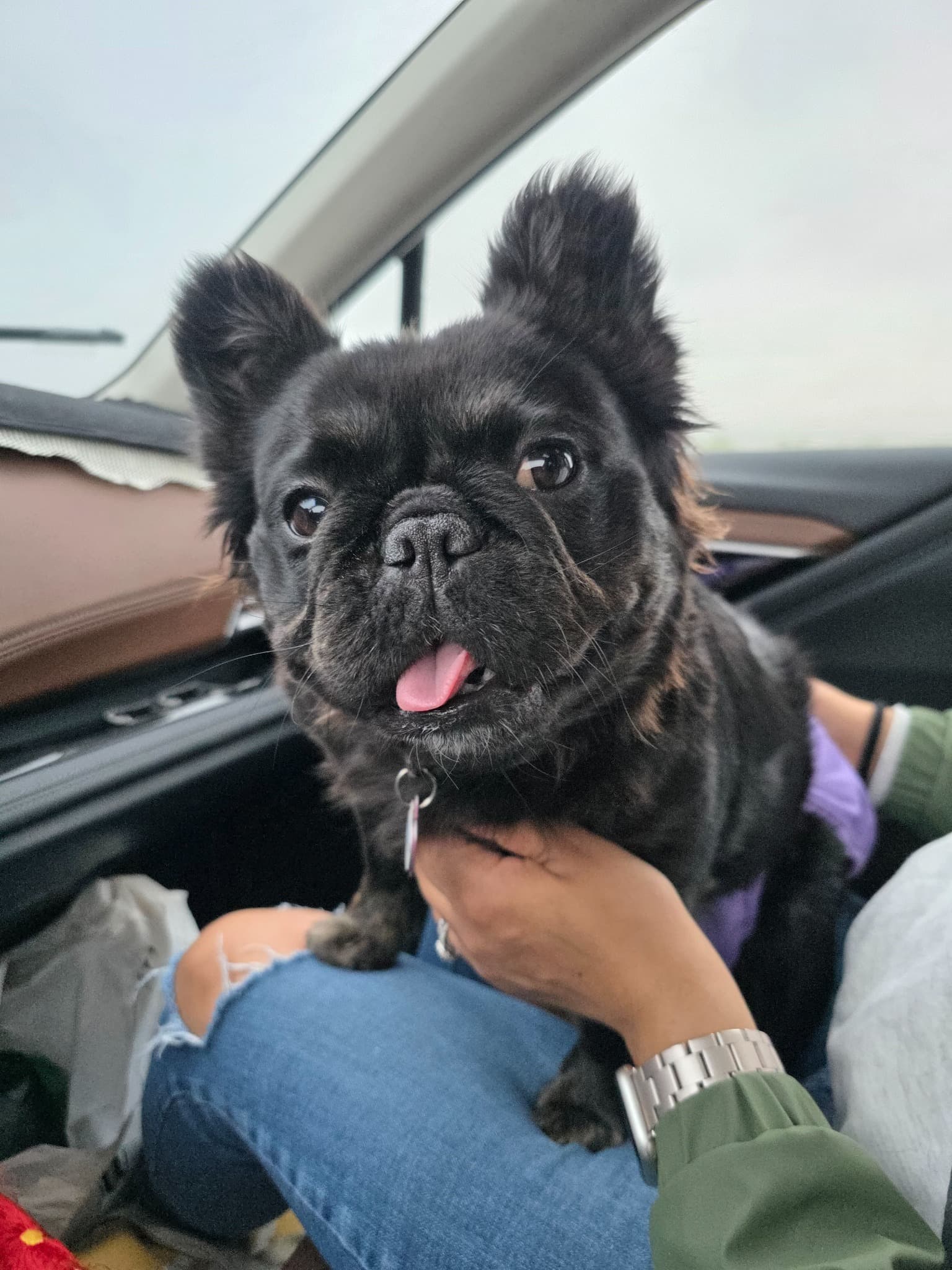 Fluffy French Bulldog
