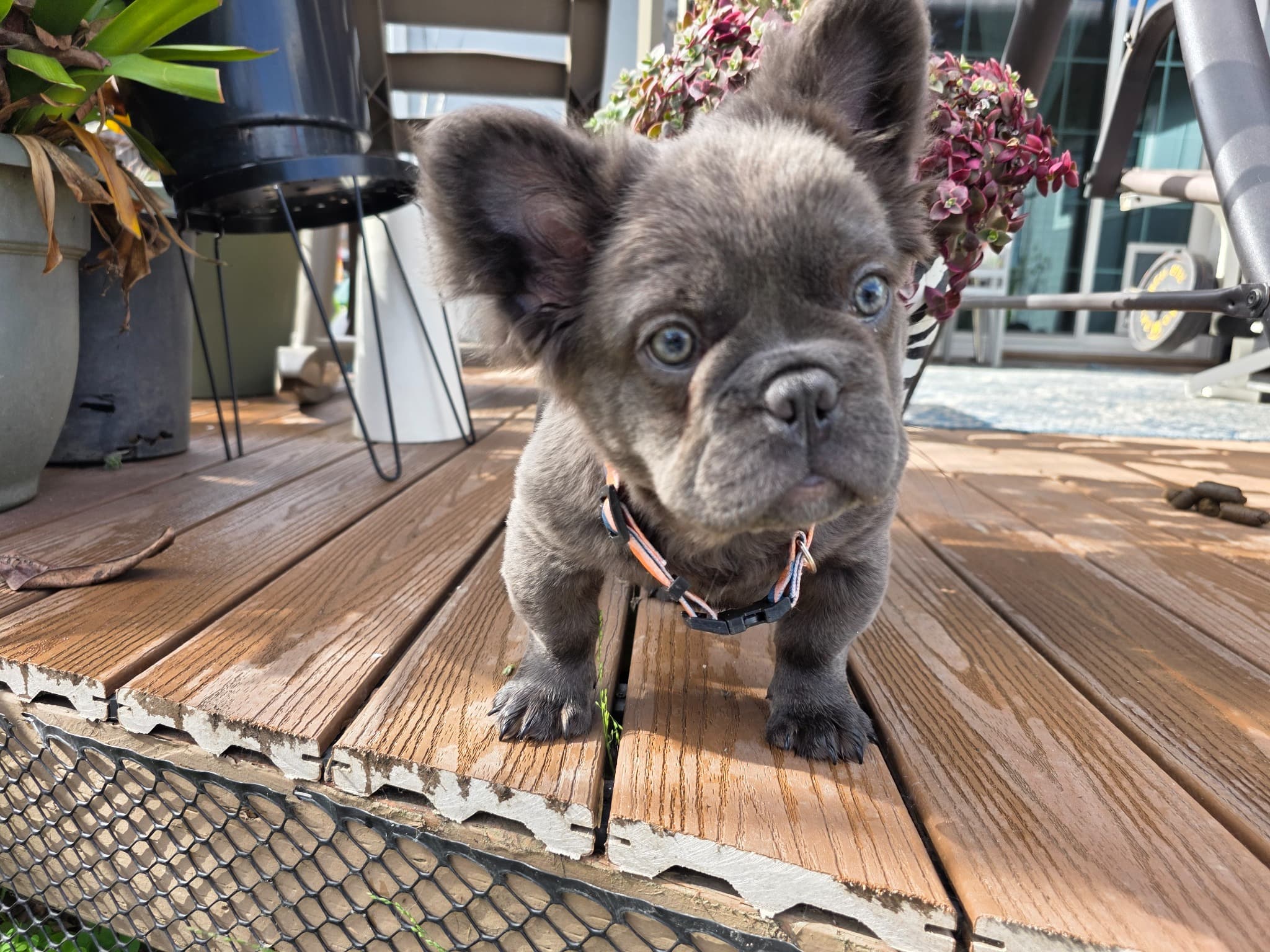 Fluffy French Bulldog