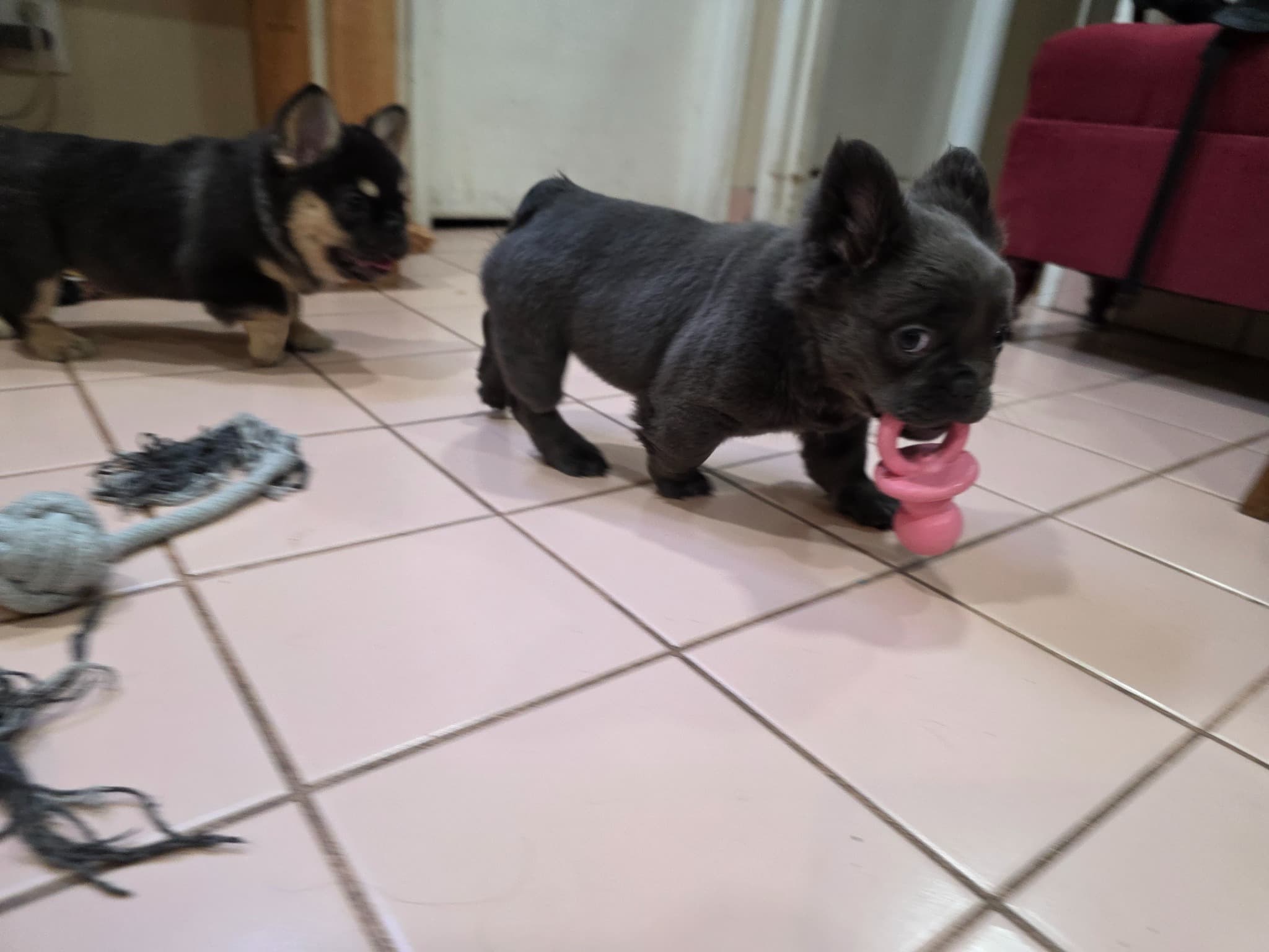 Fluffy French Bulldog