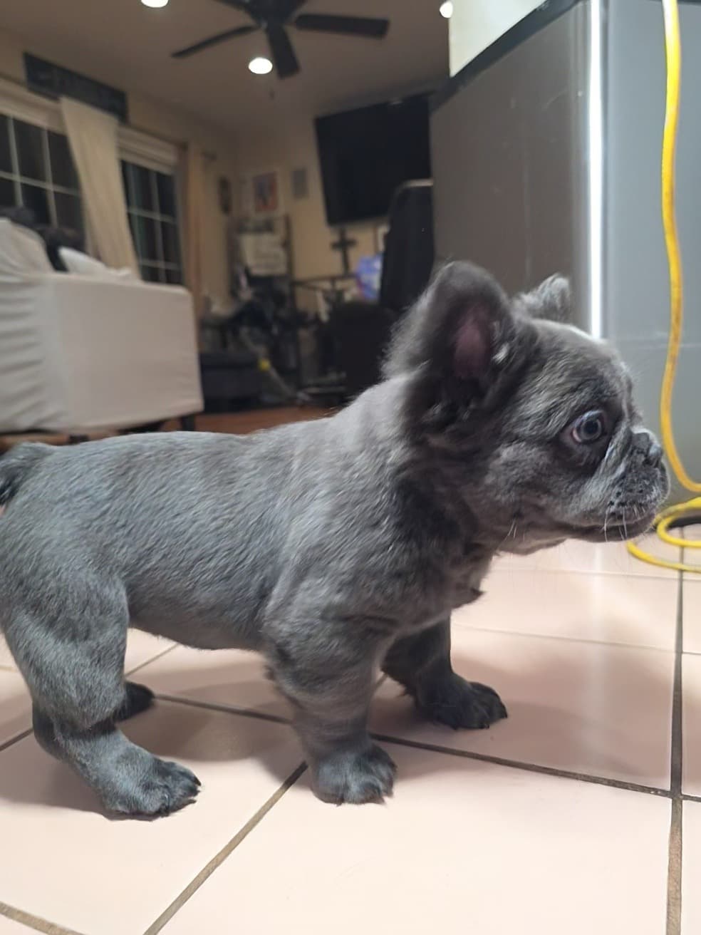 Fluffy French Bulldog