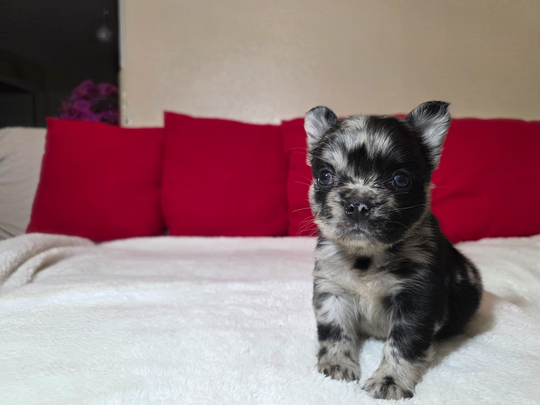 Fluffy French Bulldog