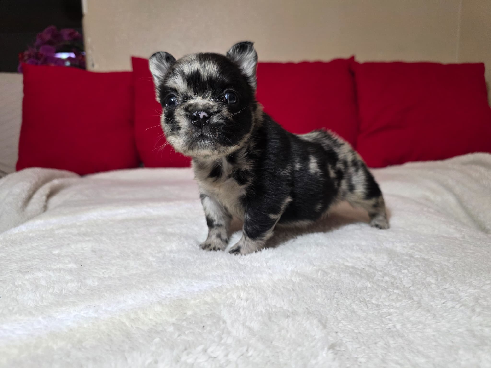 Fluffy French Bulldog