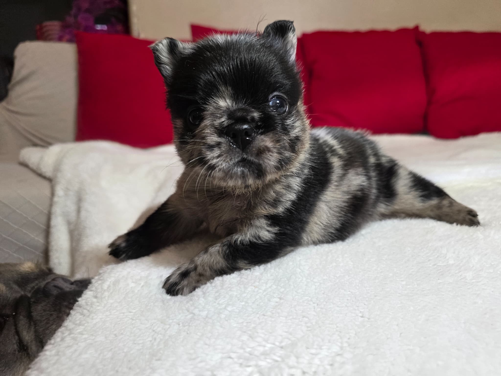 Fluffy French Bulldog