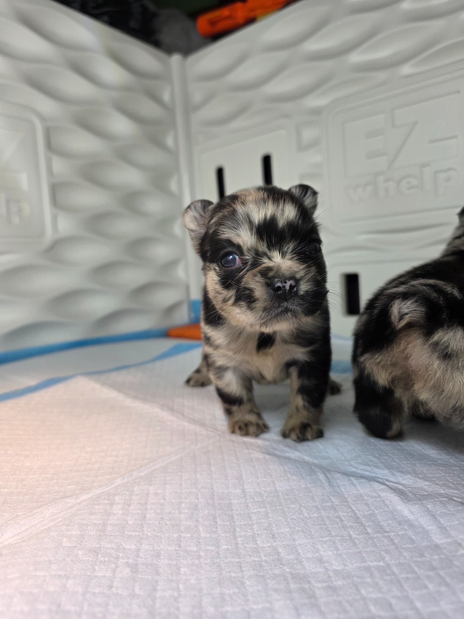 Fluffy French Bulldog