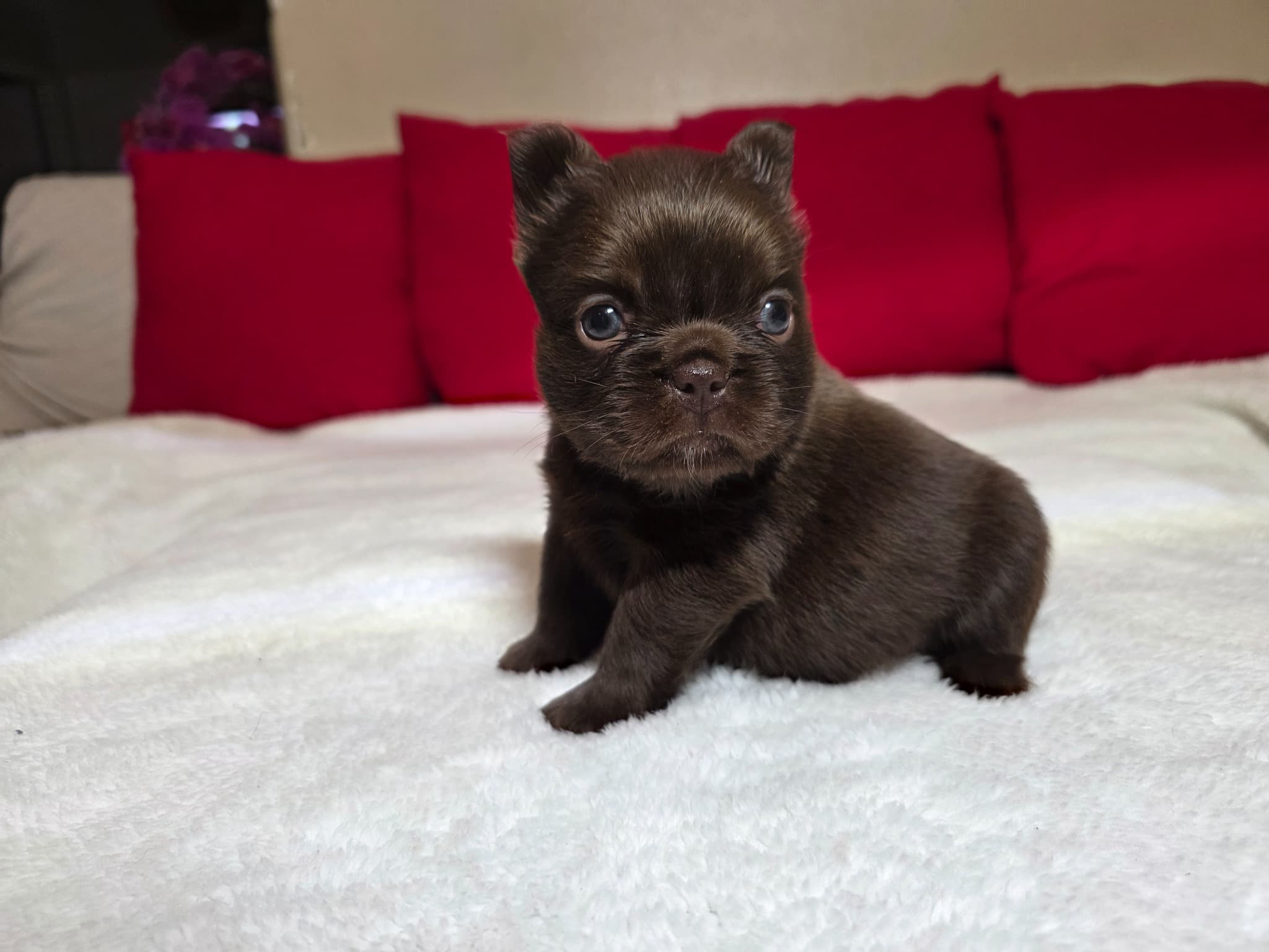 Fluffy French Bulldog