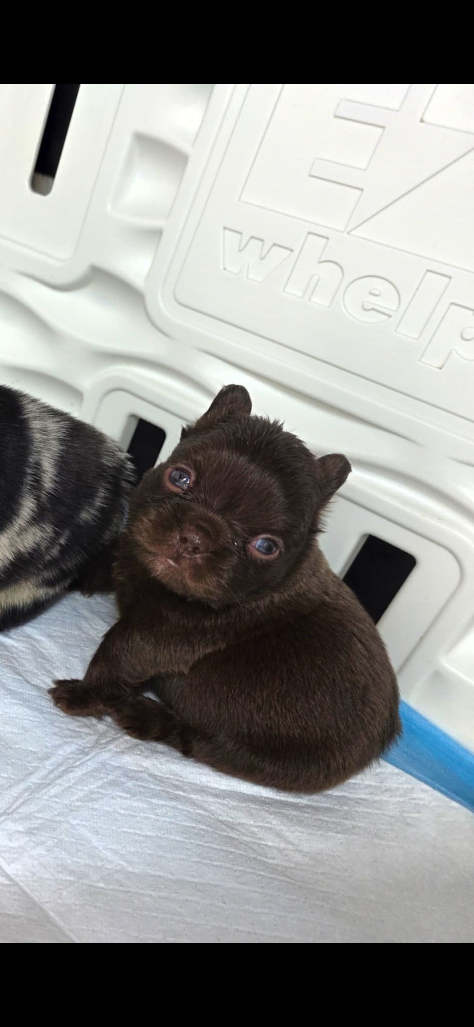 Fluffy French Bulldog