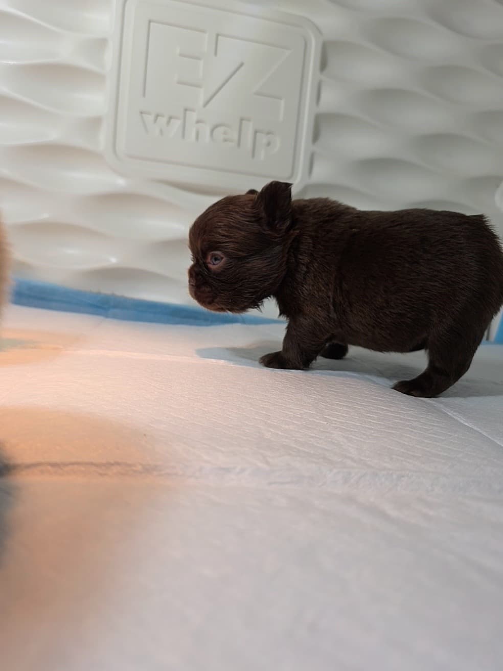 Fluffy French Bulldog