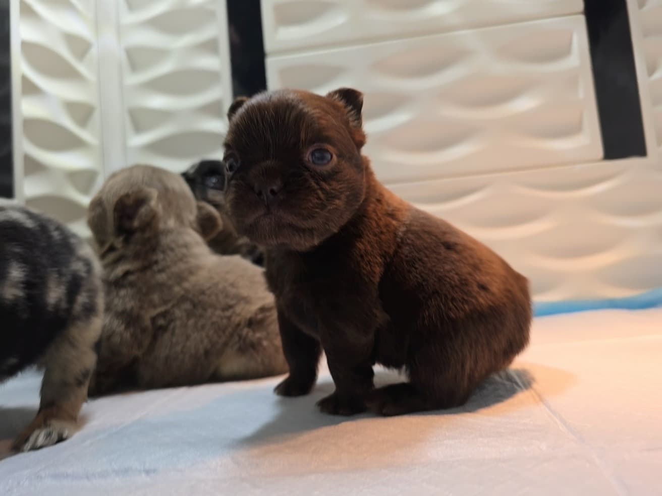 Fluffy French Bulldog