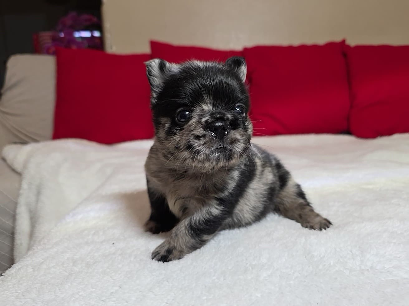 Fluffy French Bulldog