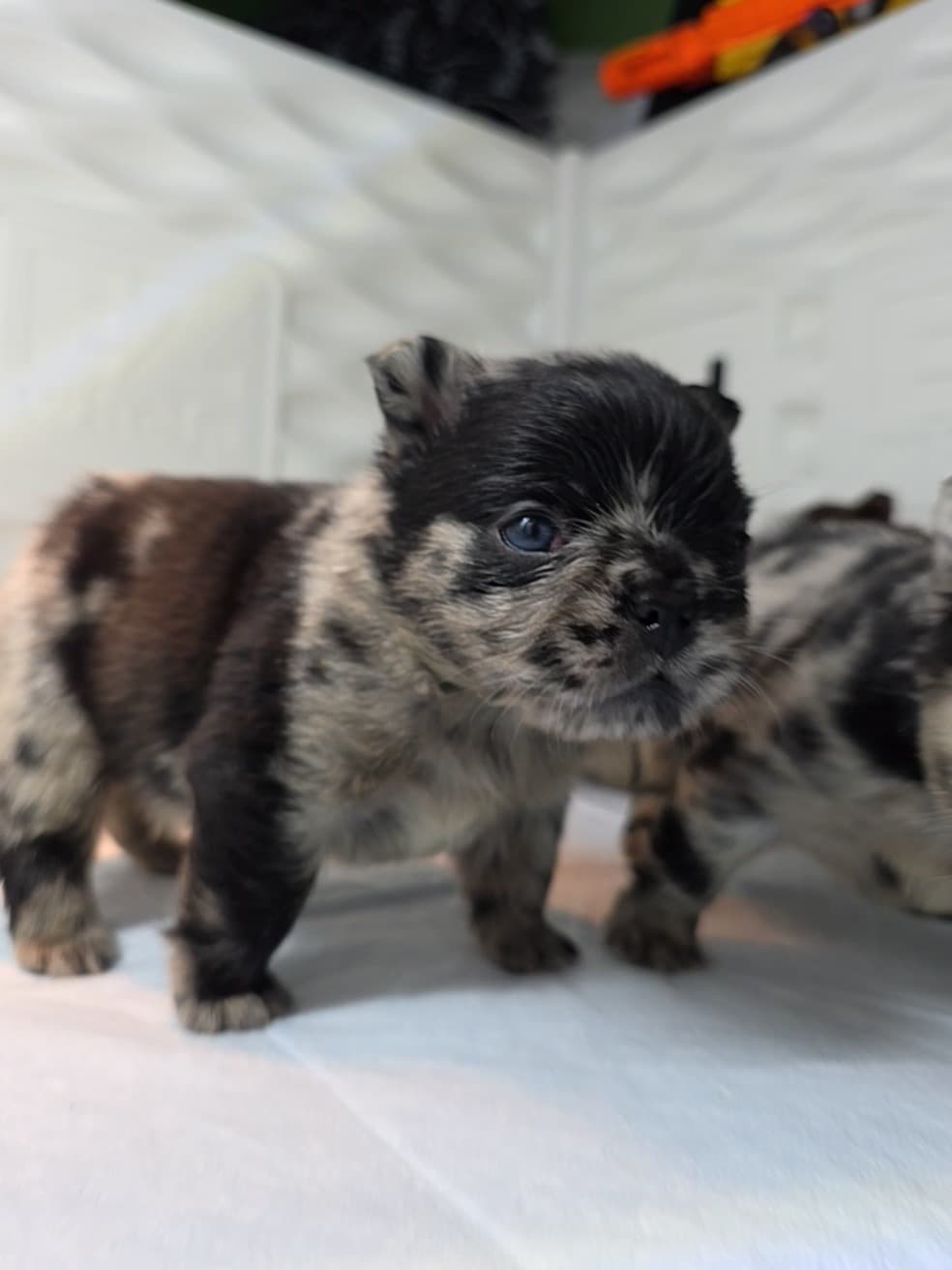 Fluffy French Bulldog