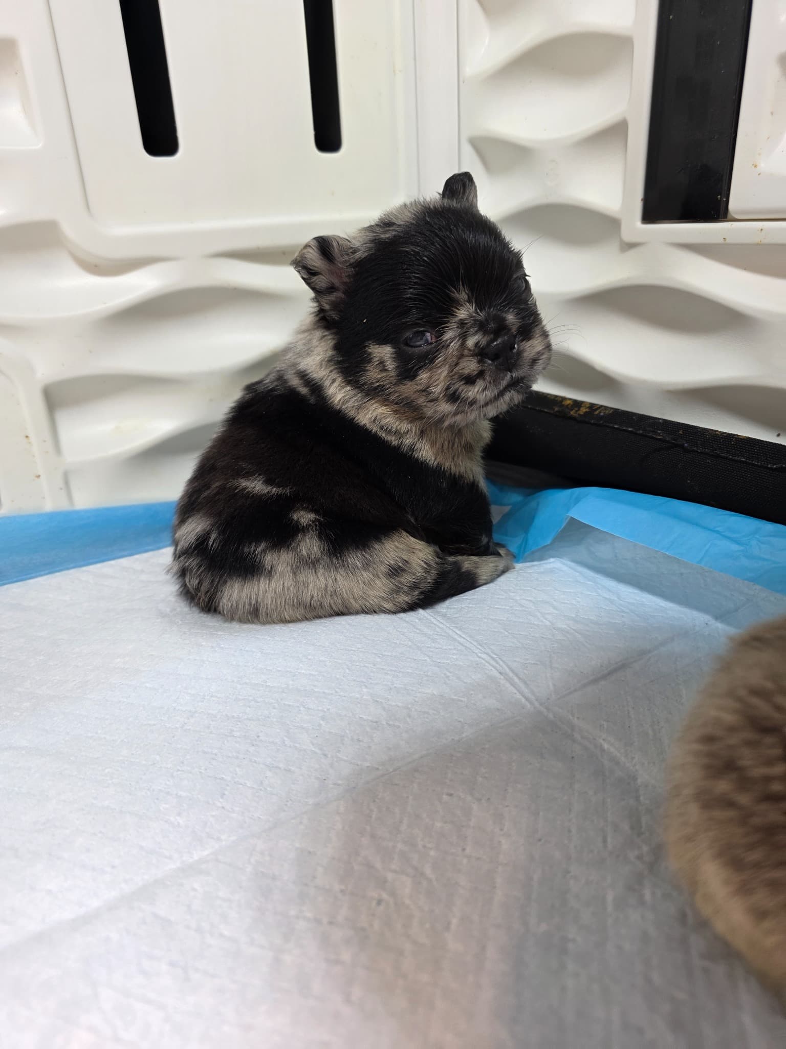 Fluffy French Bulldog