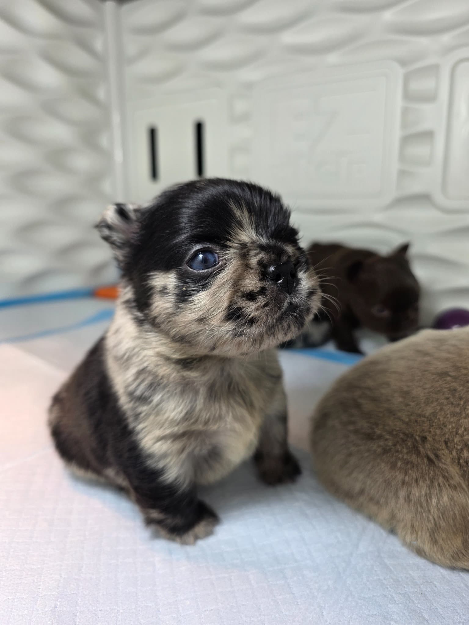 Fluffy French Bulldog