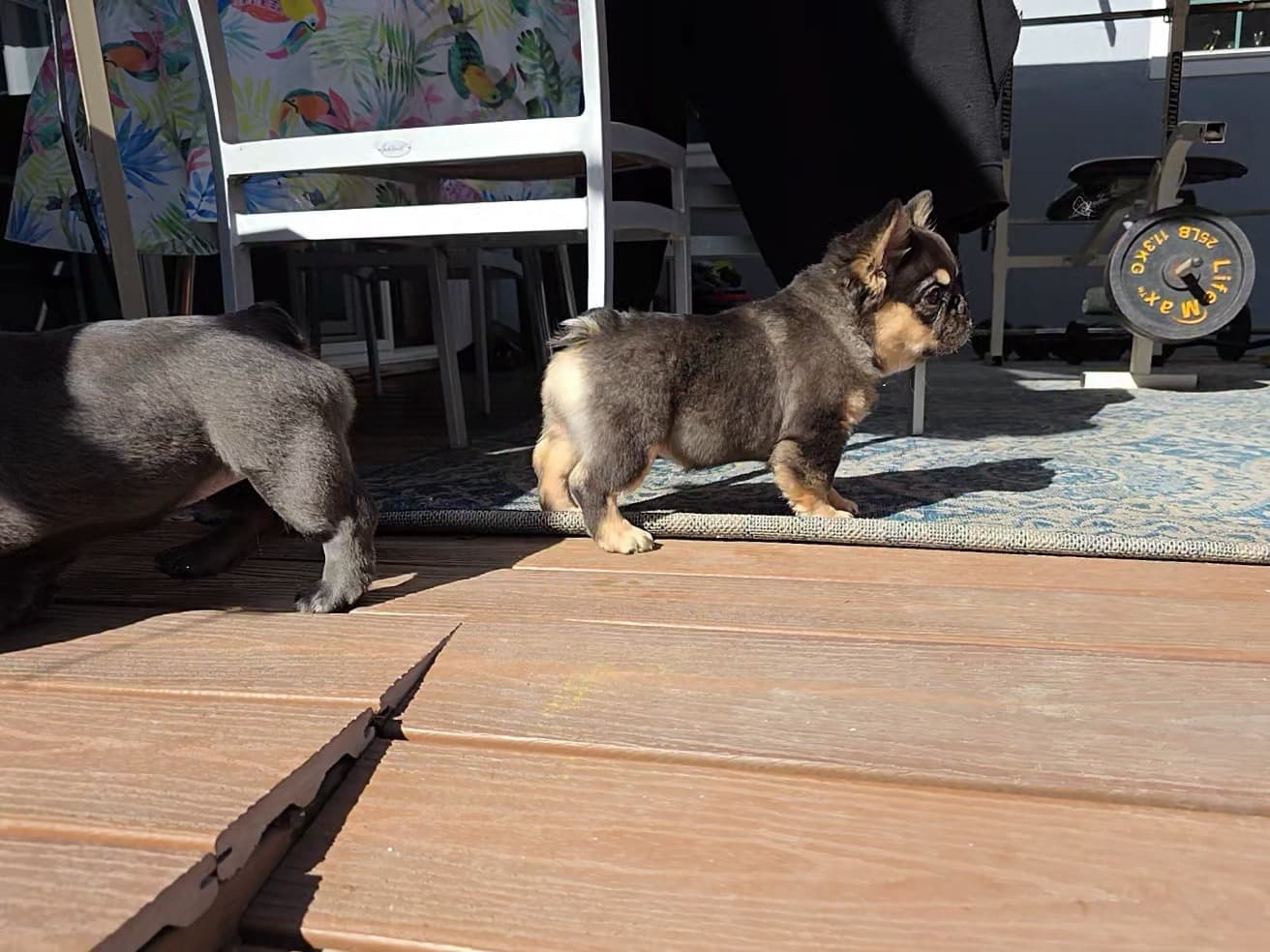 Fluffy French Bulldog