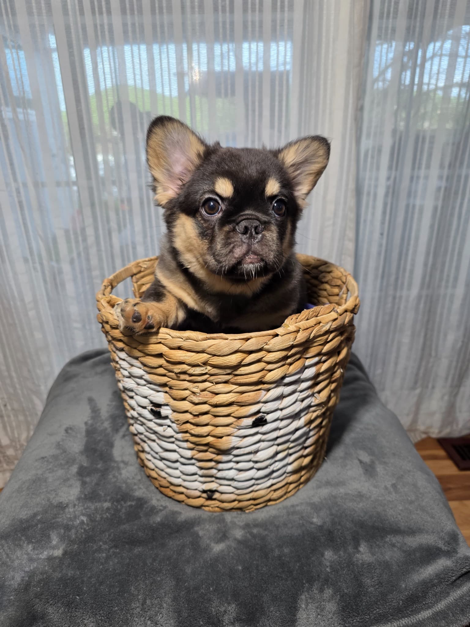 Fluffy French Bulldog