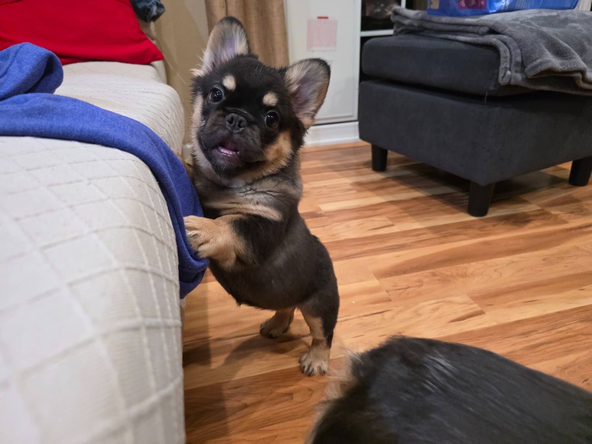 Fluffy French Bulldog