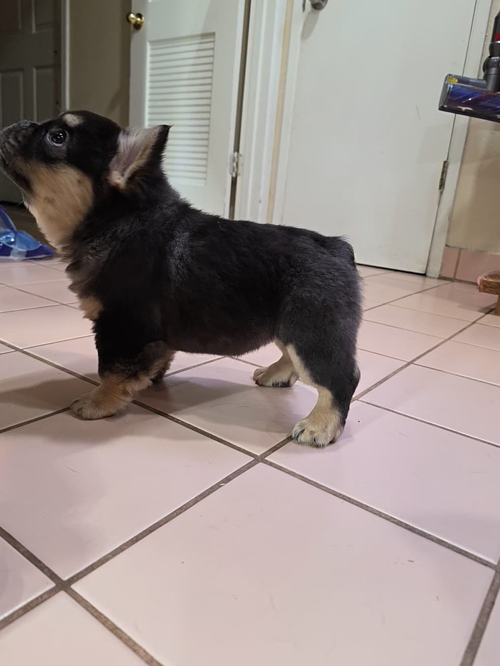 Fluffy French Bulldog