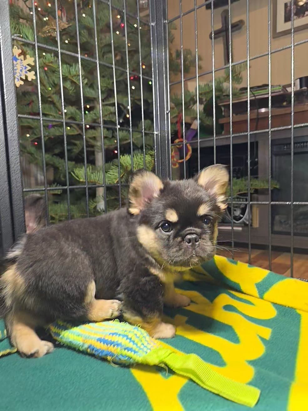 Fluffy French Bulldog