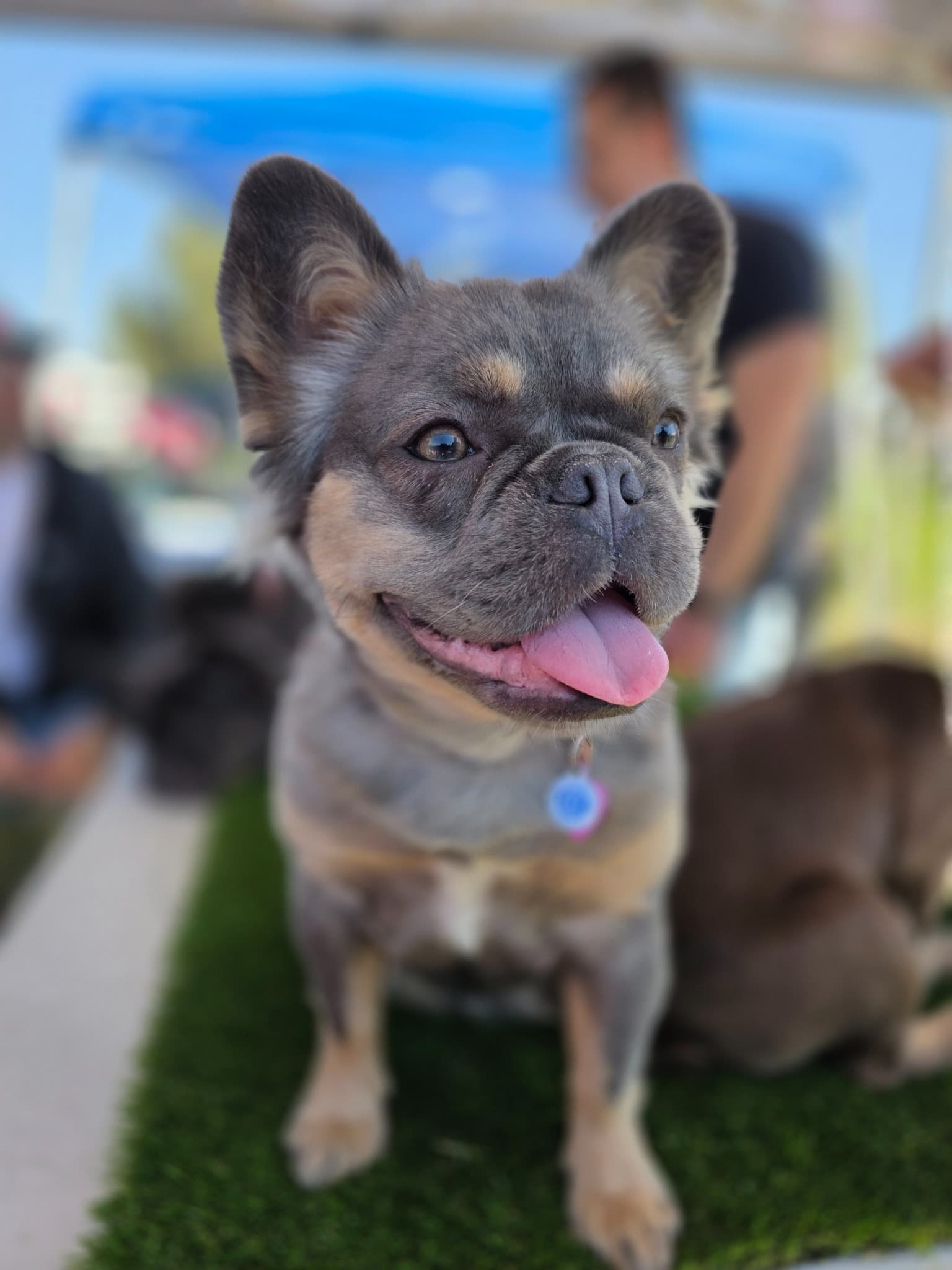 Fluffy French Bulldog