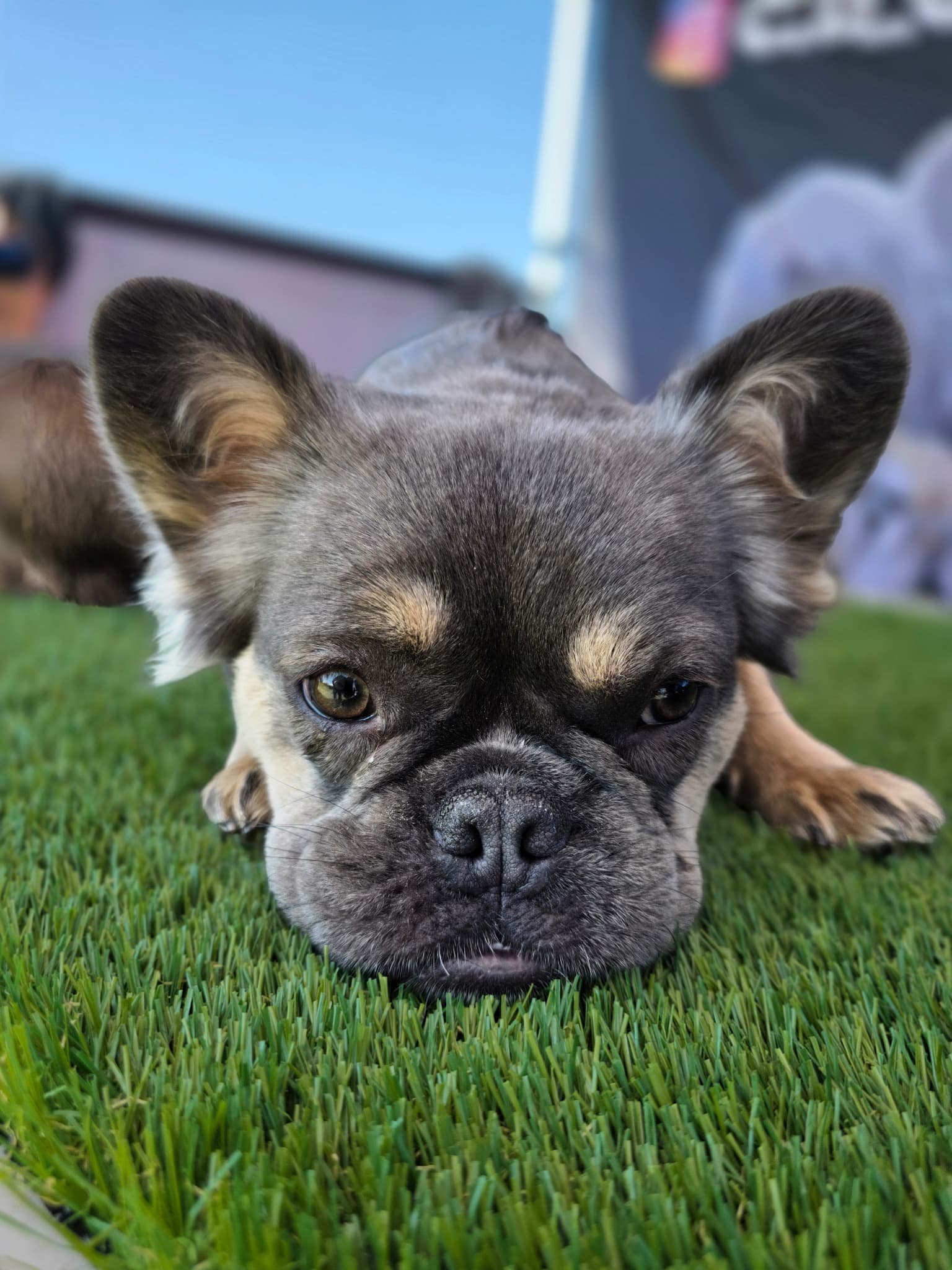 Fluffy French Bulldog