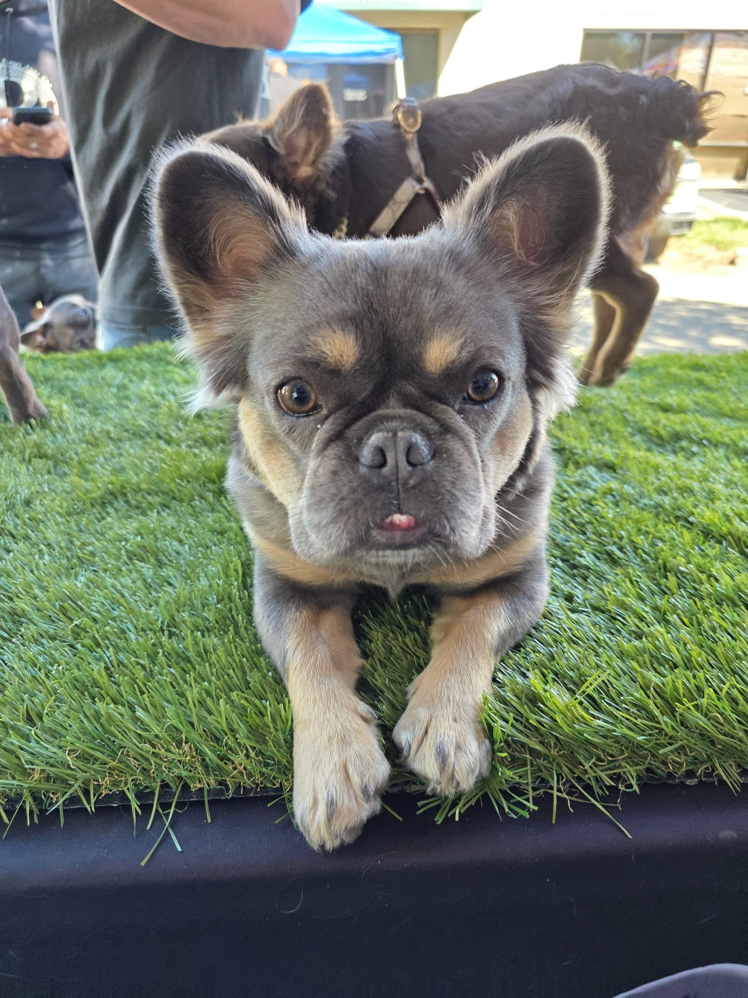 Fluffy French Bulldog