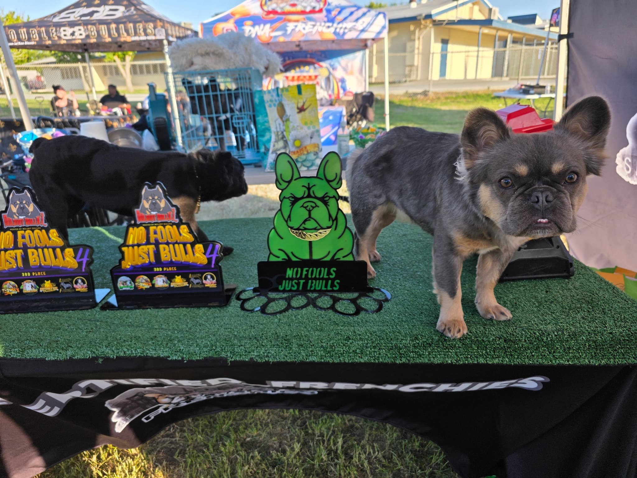 Fluffy French Bulldog