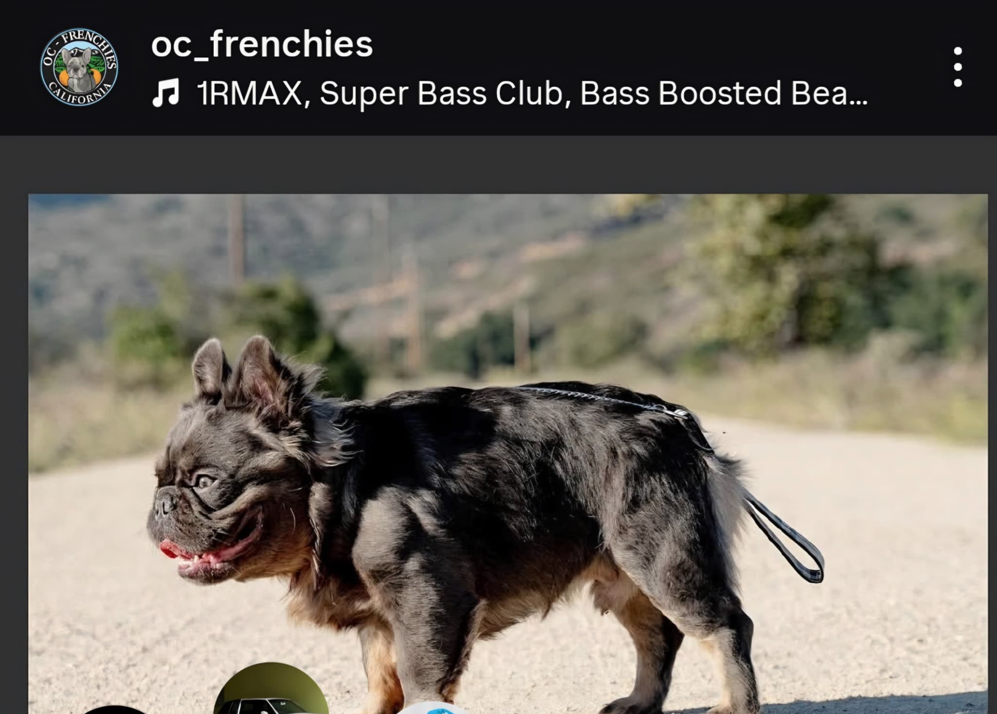 Fluffy French Bulldog