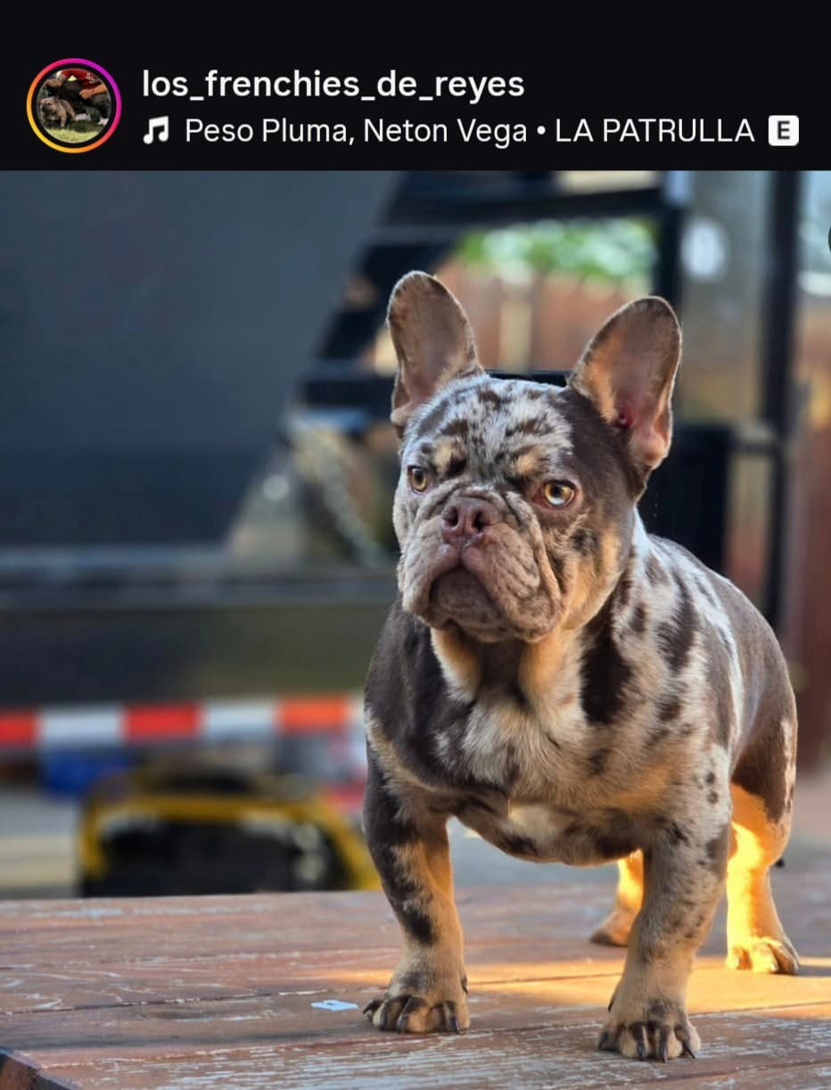 Fluffy French Bulldog