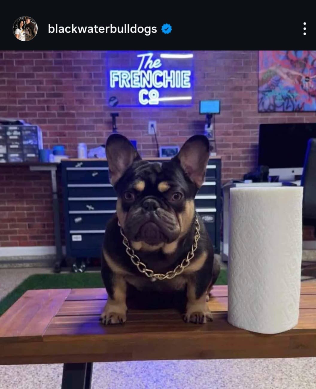 Fluffy French Bulldog