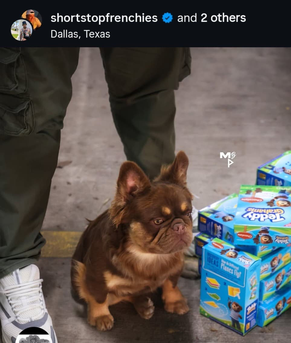 Fluffy French Bulldog