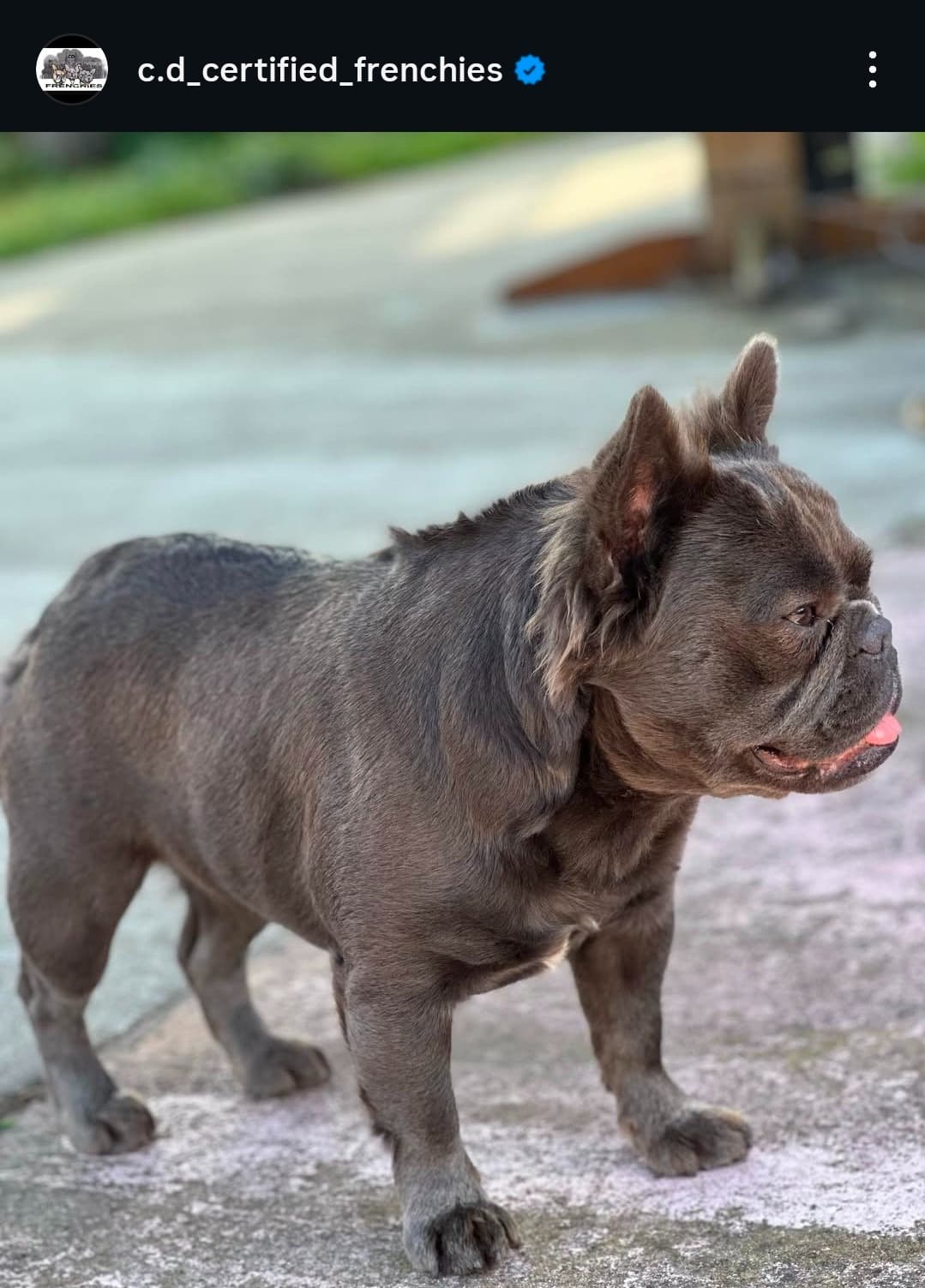 Fluffy French Bulldog
