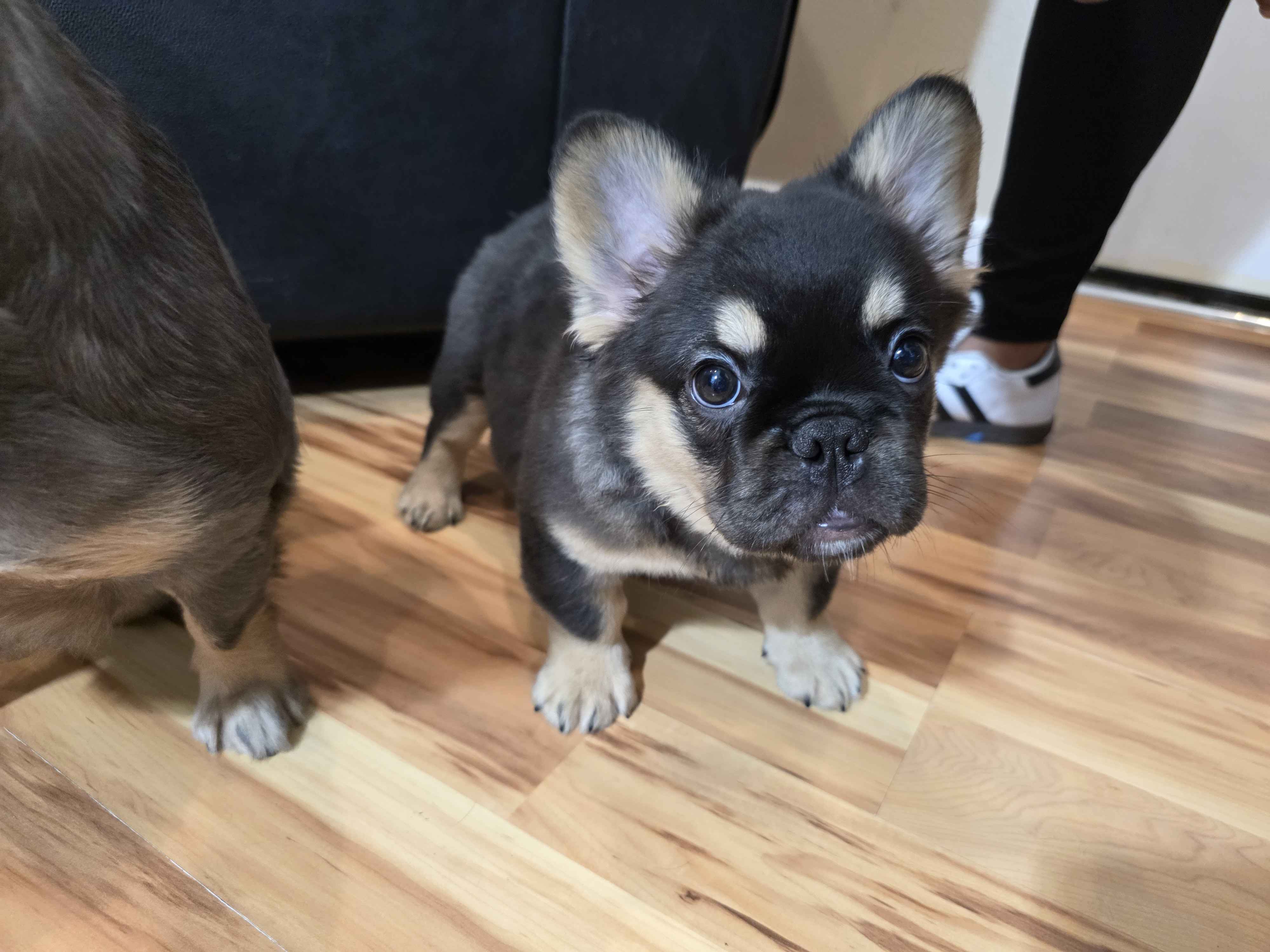 Fluffy French Bulldog