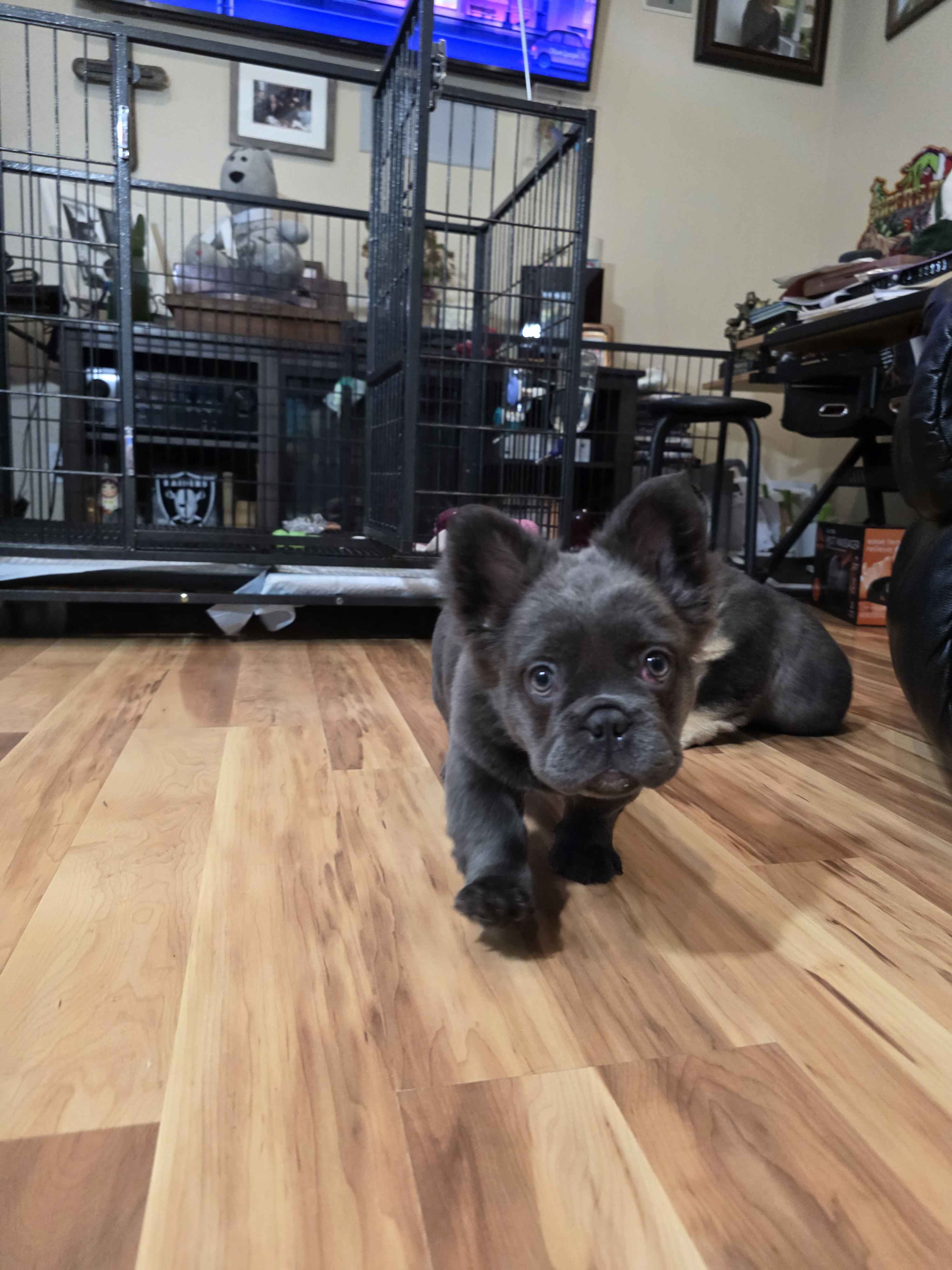 Fluffy French Bulldog