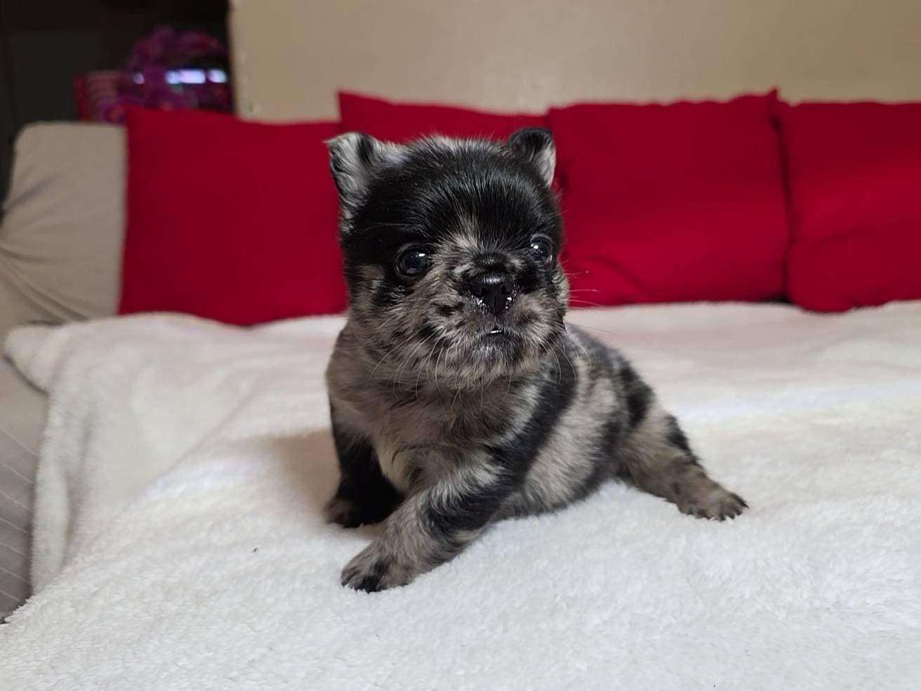 Fluffy French Bulldog