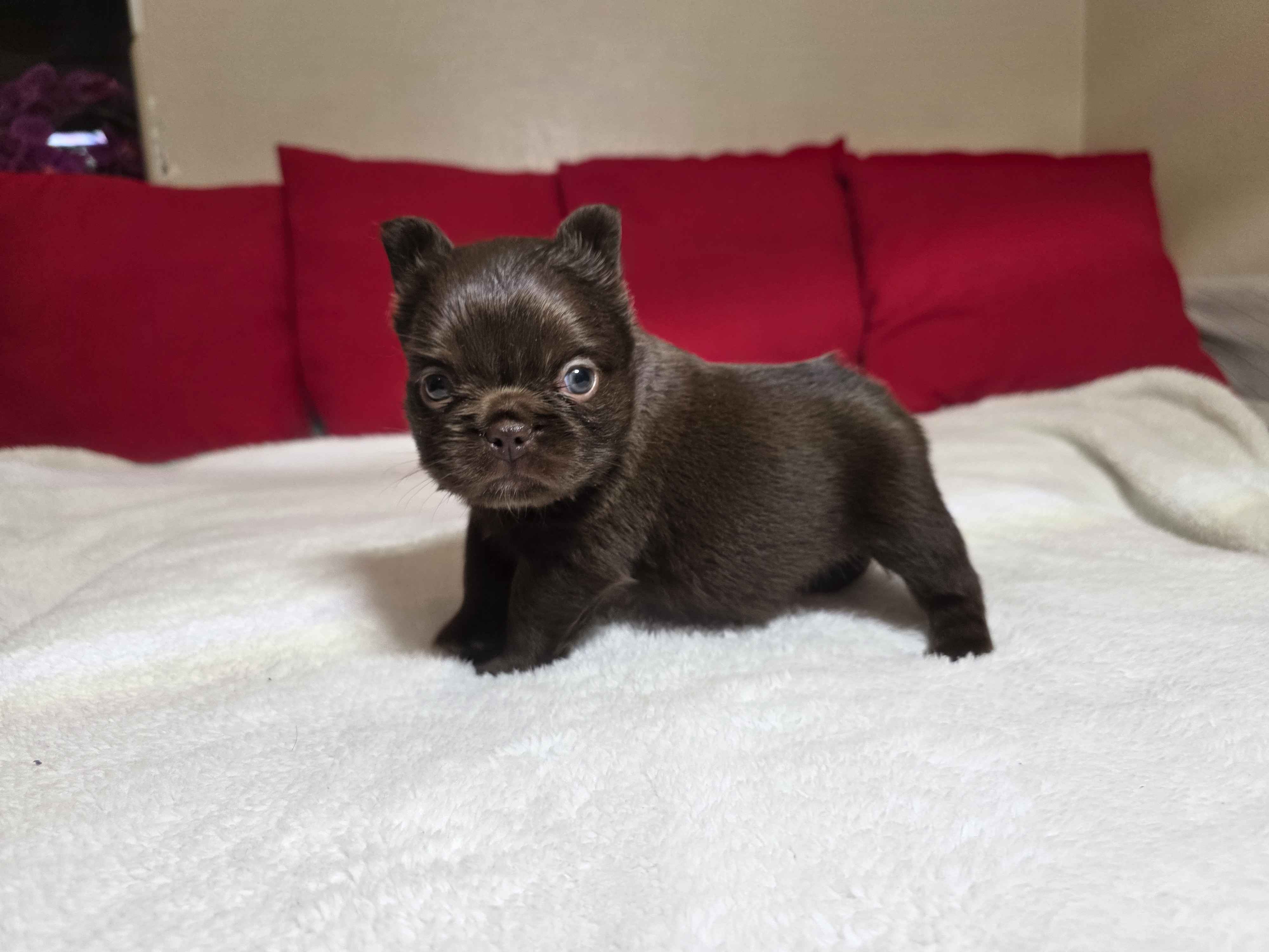 Fluffy French Bulldog