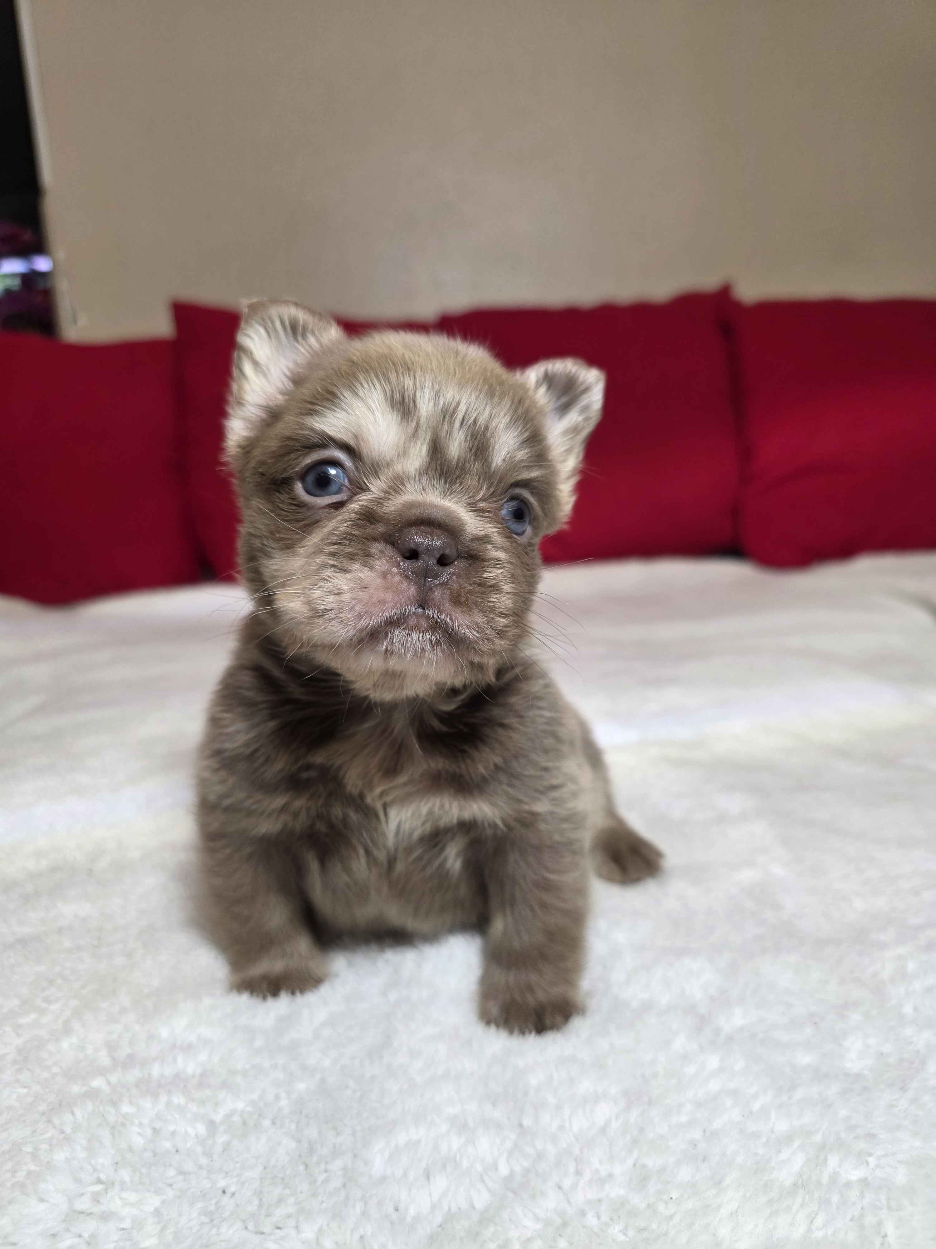 Fluffy French Bulldog